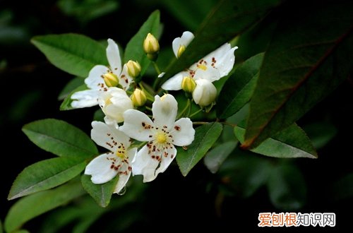 图 七里香用什么土种 七里香怎样配土