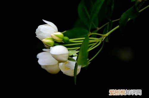 图 七里香用什么土种 七里香怎样配土
