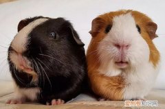 荷兰猪多大能洗澡吗，荷兰猪几个月能洗澡