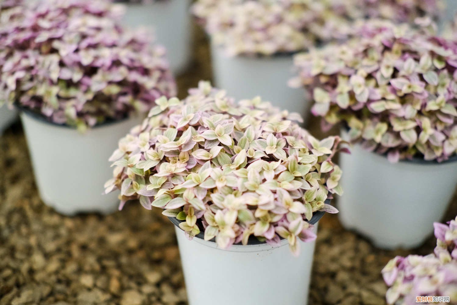 胭脂云怎么养殖 胭脂云的养殖方法和注意事项