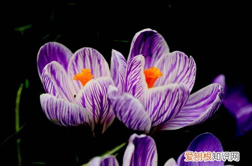 图 盆栽藏红花怎么养 盆栽藏红花的养殖方法和注意事项