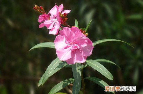 图 盆栽夹竹桃怎么养殖 盆栽夹竹桃的养殖方法和注意事项