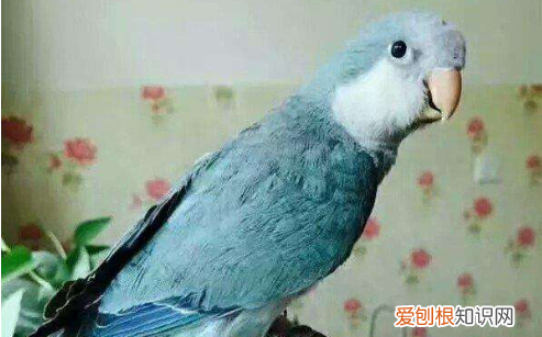 养和尚鹦鹉要注意什么，养和尚鹦鹉要注意什么事项