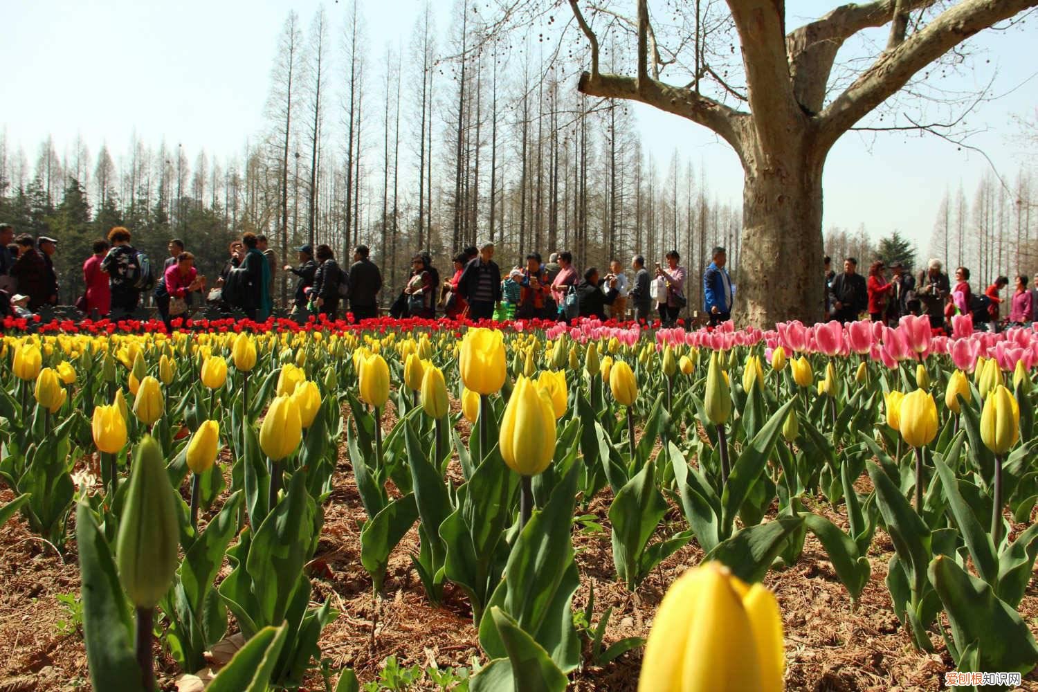 郁金香地栽的种植方法和时间 郁金香的种植方法和时间，郁金香图片