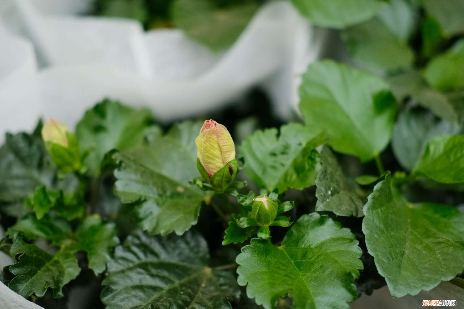怎么让扶桑多开花,花期如何养护视频 怎么让扶桑多开花，花期如何养护