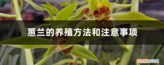 蕙兰的养殖方法和注意事项蕙 蕙兰的养殖方法和注意事项