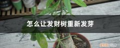 发财树重新发芽了怎么培育 怎么让发财树重新发芽，发芽后怎么培育