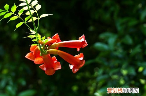 图 凌霄花不开花怎么办 凌霄花怎么养开花多