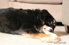 狗有近亲繁殖吗 狗狗近亲繁殖会怎样