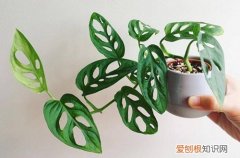 图 仙洞龟背竹怎么养 仙洞龟背竹的养殖方法和注意事项