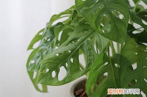 图 仙洞龟背竹怎么养 仙洞龟背竹的养殖方法和注意事项