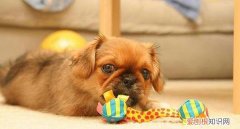 小狗翻肠子的症状打什么药好使 小狗翻肠子的症状