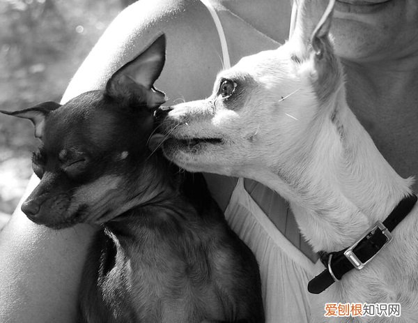 小狗夏天为什么伸舌头日记 小狗夏天为什么伸舌头