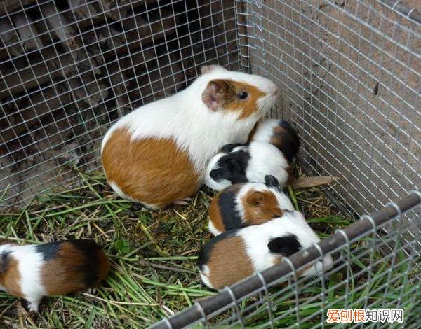 荷兰猪被打了会怎么样，荷兰猪打架怎么回事