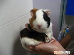 荷兰猪不给洗澡怎么办，荷兰猪不让洗澡怎么办