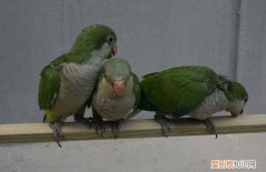 和尚鹦鹉换毛多长时间，和尚鹦鹉换毛多长时间能好