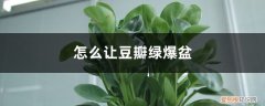 豆瓣绿摘心是什么 怎么让豆瓣绿爆盆，摘心摘哪里