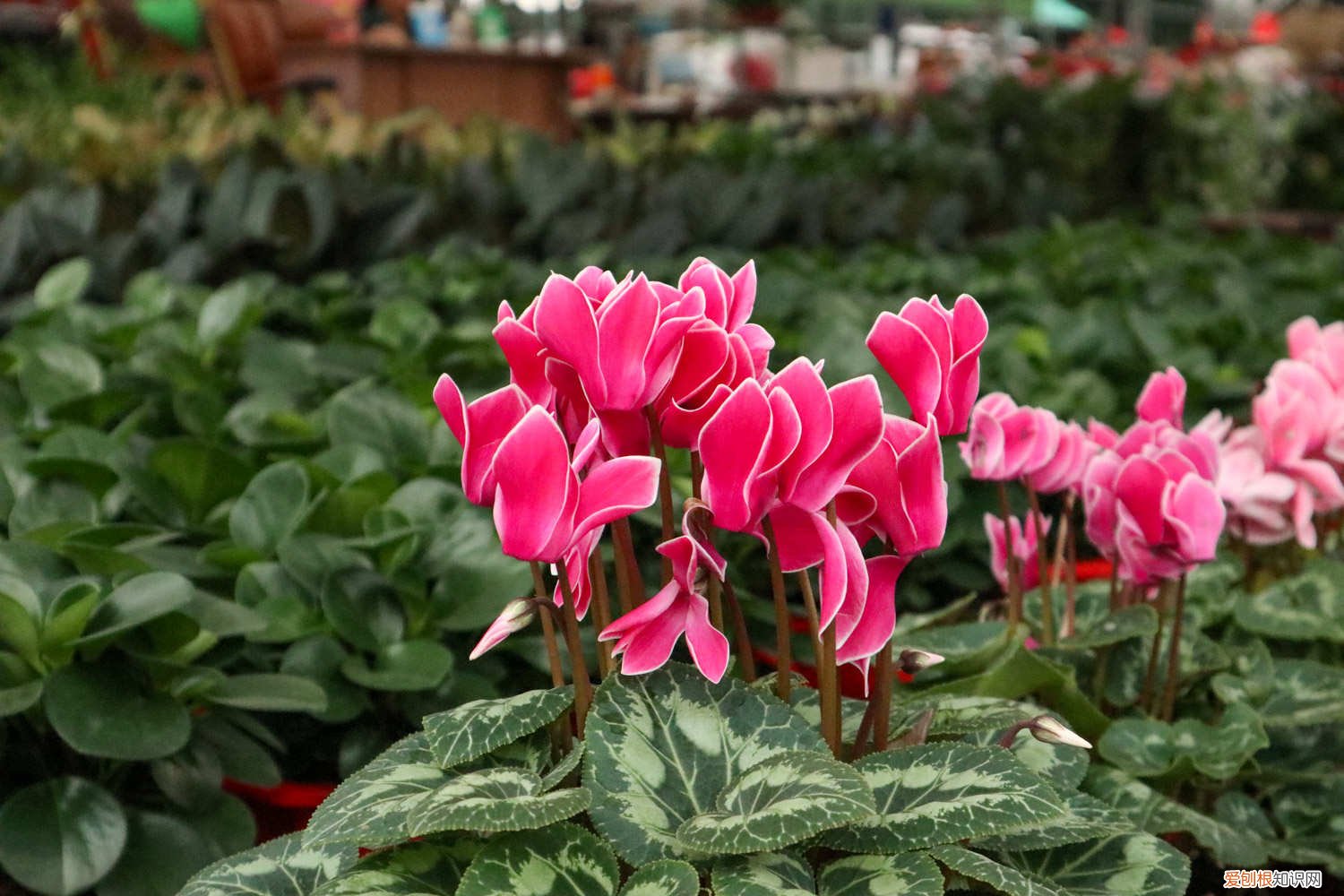 怎样促进仙客来开花 怎么让仙客来开花不断，开花后怎么处理