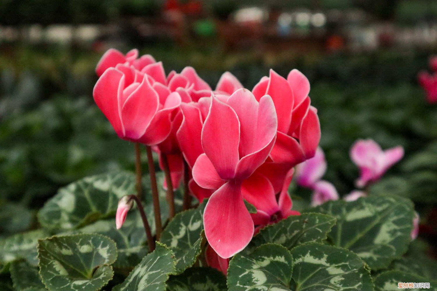 怎样促进仙客来开花 怎么让仙客来开花不断，开花后怎么处理