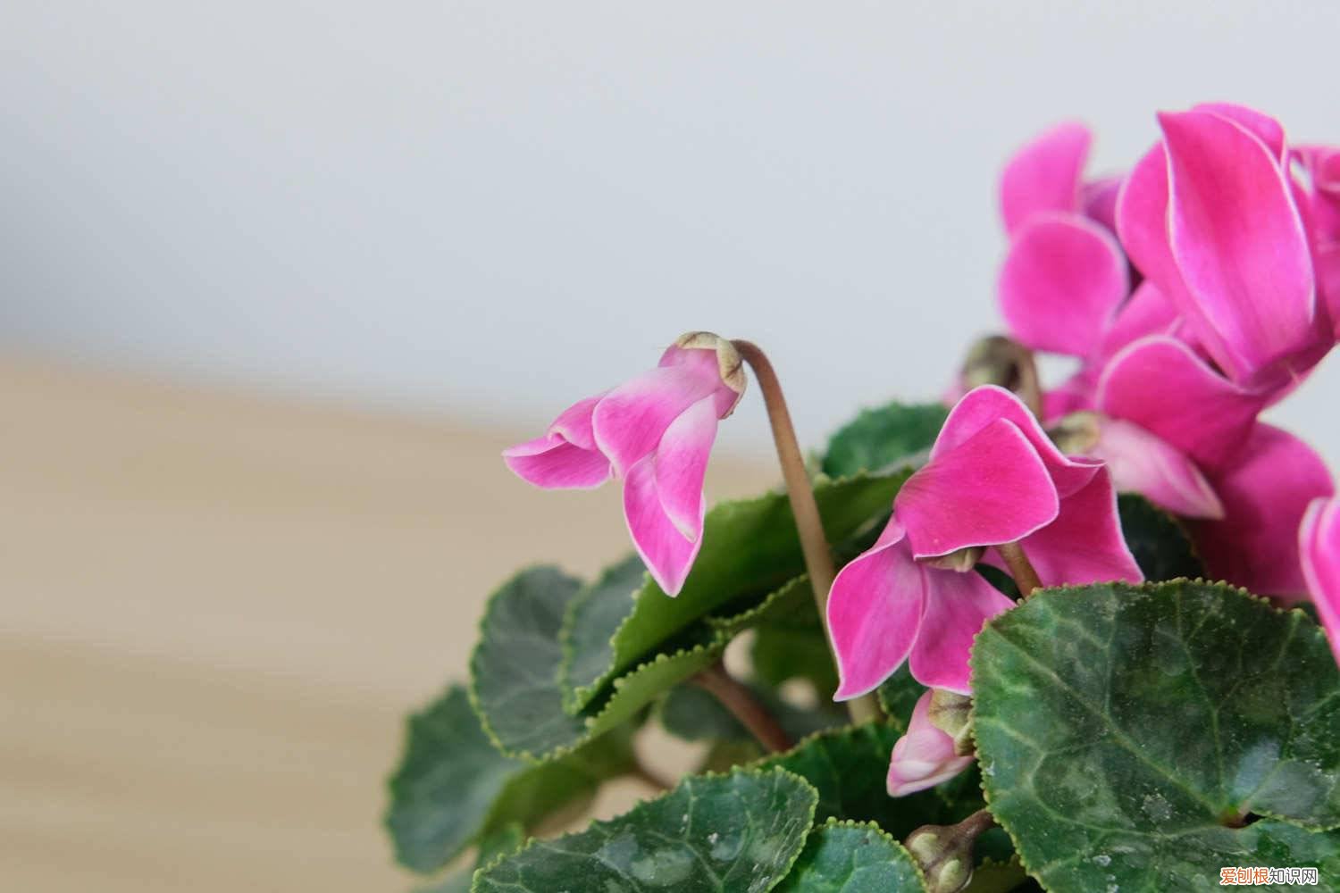 怎样促进仙客来开花 怎么让仙客来开花不断，开花后怎么处理