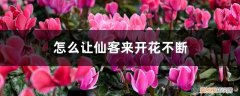 怎样促进仙客来开花 怎么让仙客来开花不断，开花后怎么处理