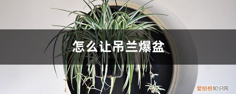 吊兰怎么养才能抽茎 怎么让吊兰爆盆,如何快速抽藤