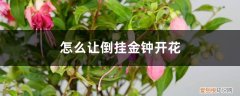 倒挂金钟花不开花咋办 怎么让倒挂金钟开花，开完花怎么办