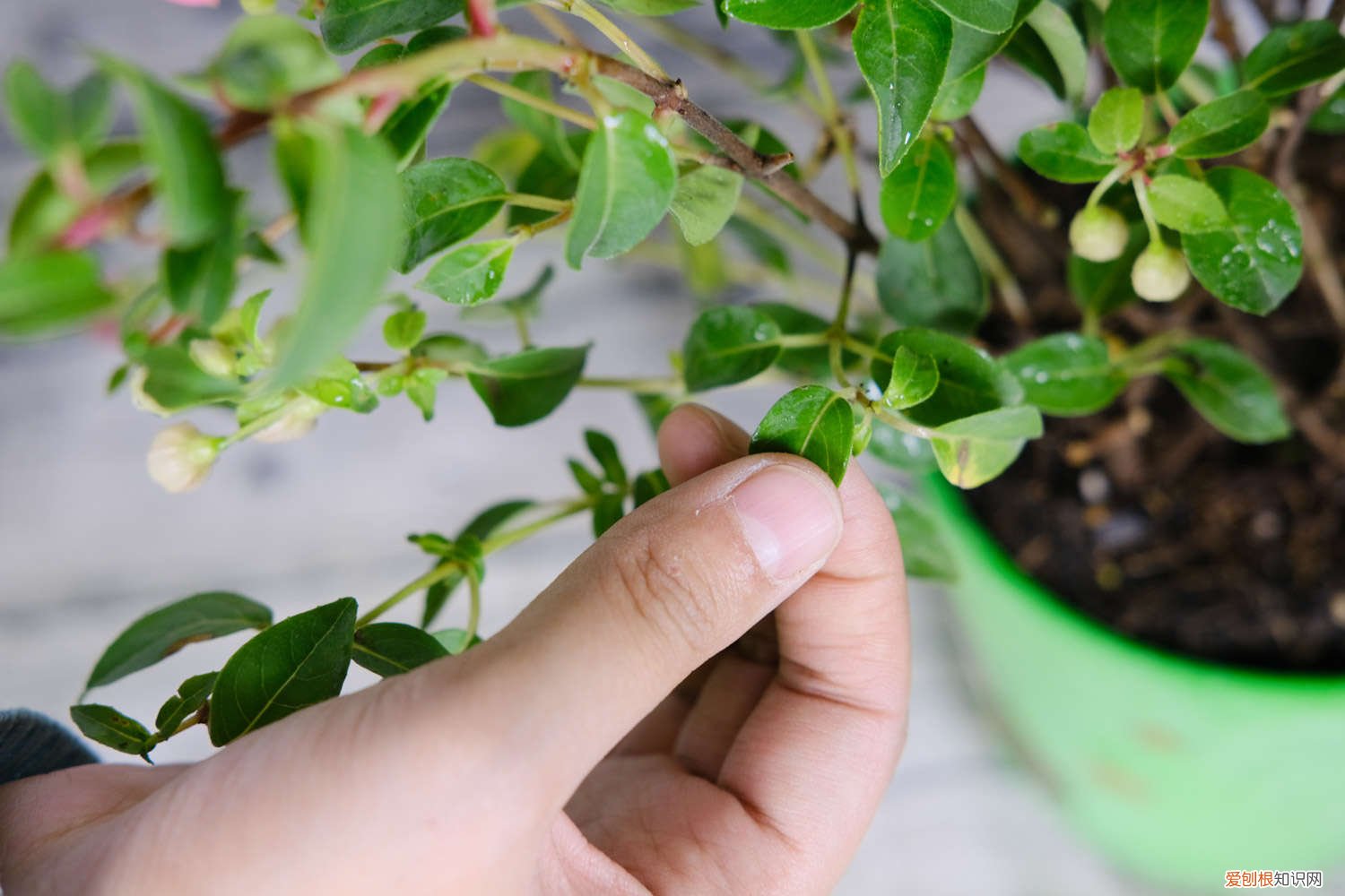 倒挂金钟花不开花咋办 怎么让倒挂金钟开花，开完花怎么办