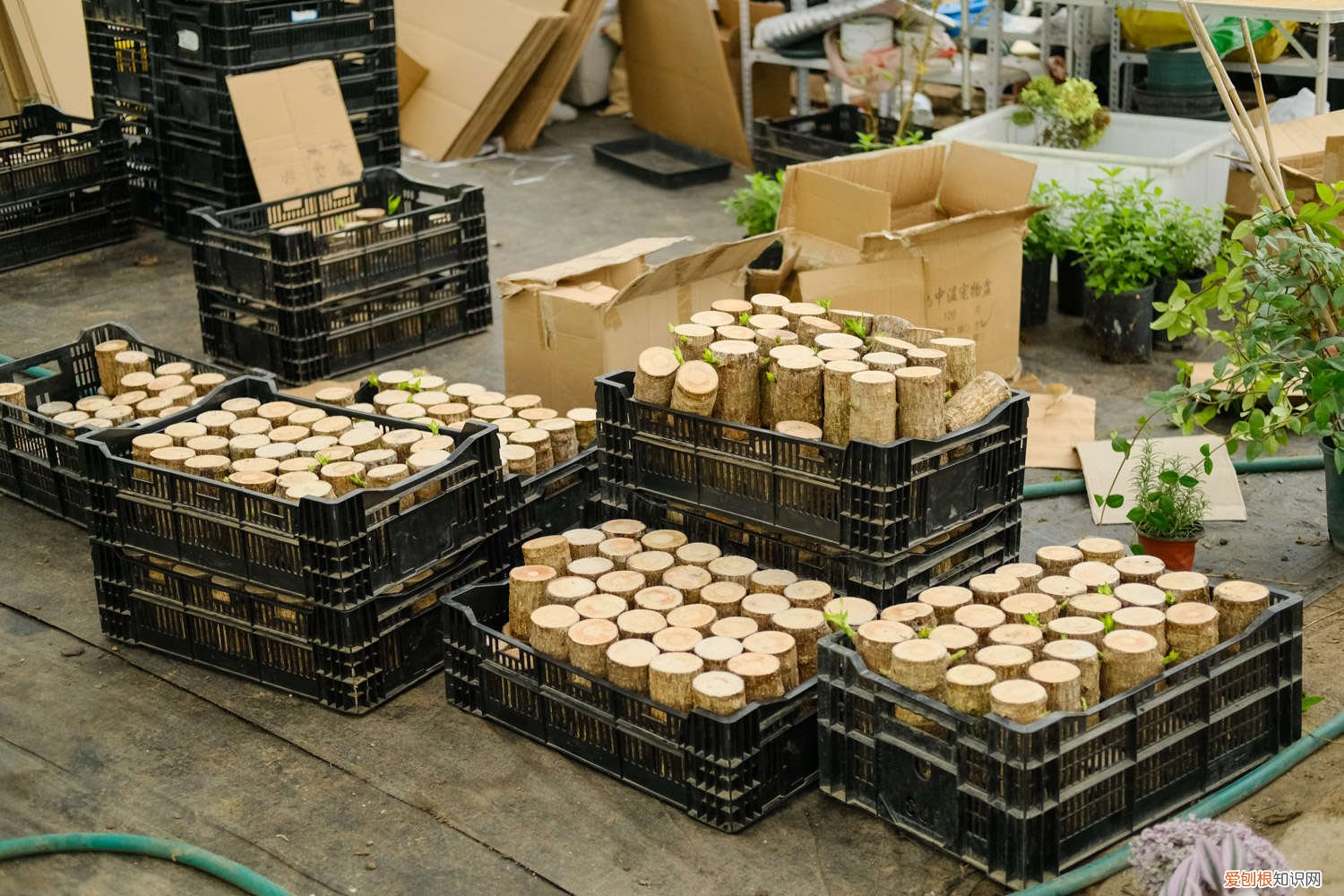 巴西木怎样长的快 怎么让巴西木长的快，长的粗壮