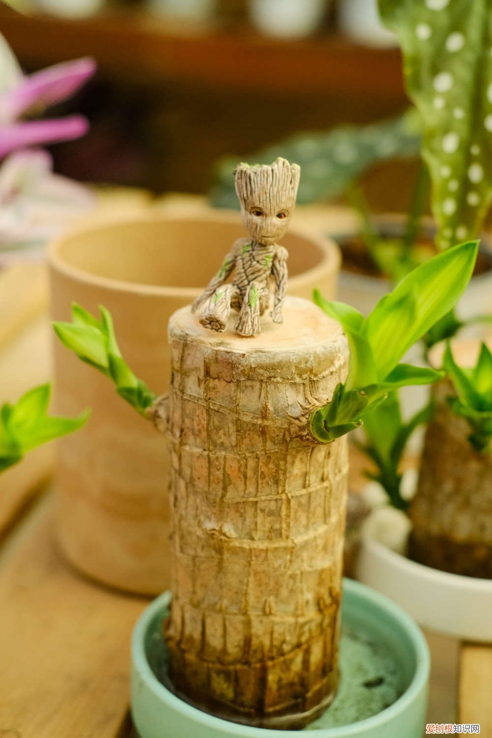 巴西木怎样长的快 怎么让巴西木长的快，长的粗壮