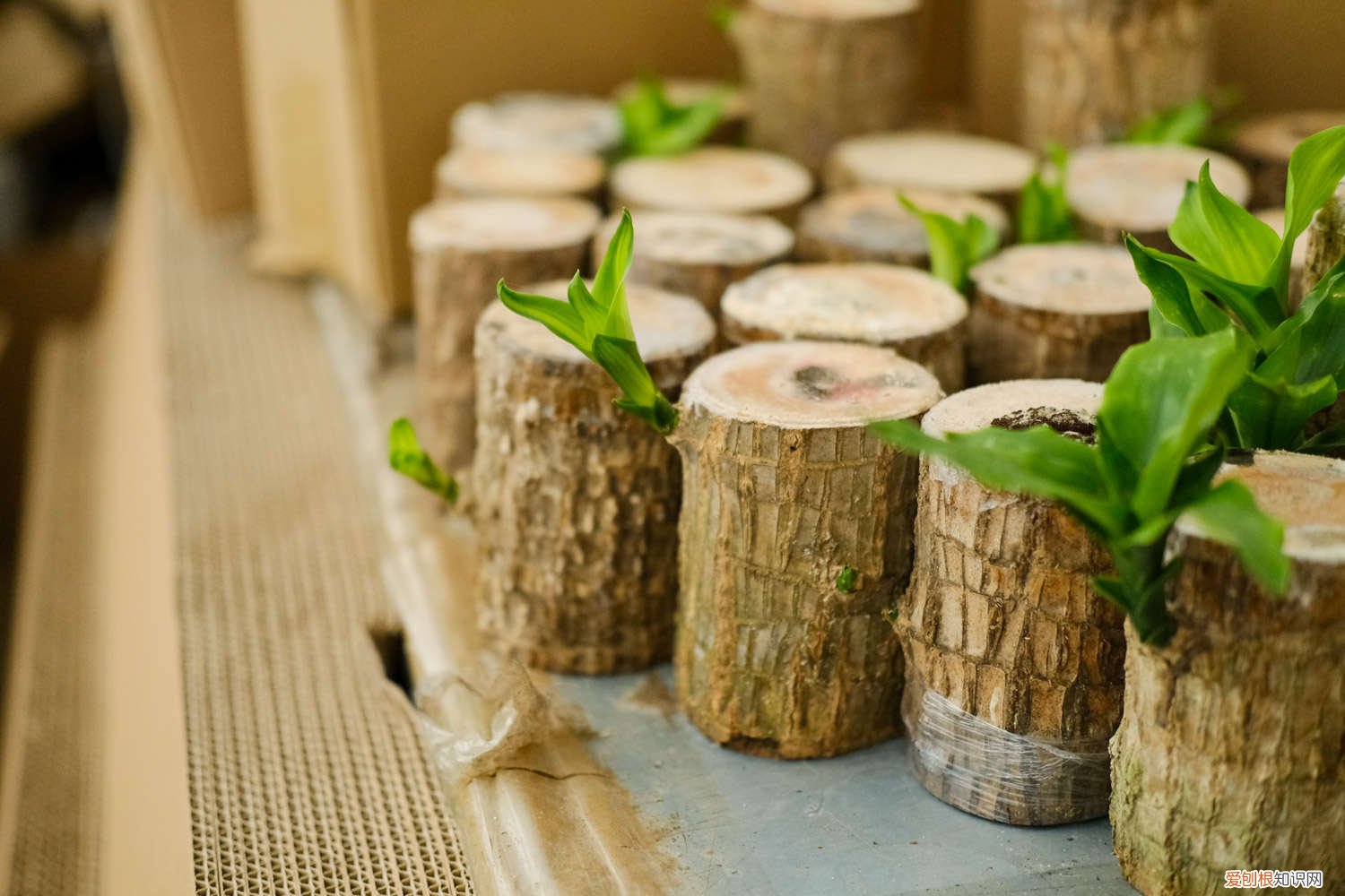 巴西木怎样长的快 怎么让巴西木长的快，长的粗壮