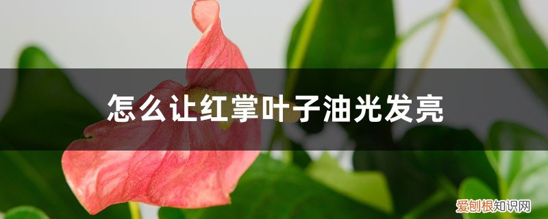 红掌叶子出油怎么办 怎么让红掌叶子油光发亮，发黄怎么补救