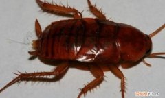 蟑螂杀伤力，蟑螂有什么危害
