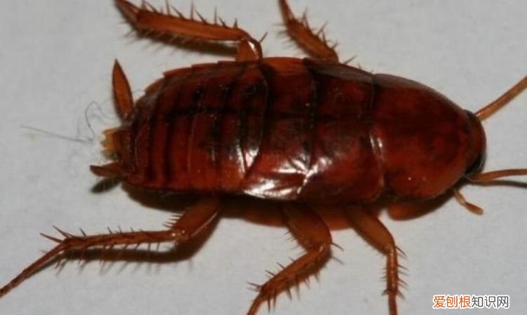 蟑螂杀伤力,蟑螂有什么危害