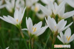 图 葱兰怎样水培 葱兰的水培方法和注意事项