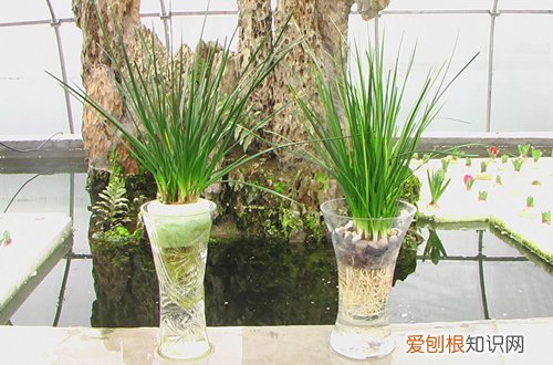 图 葱兰怎样水培 葱兰的水培方法和注意事项