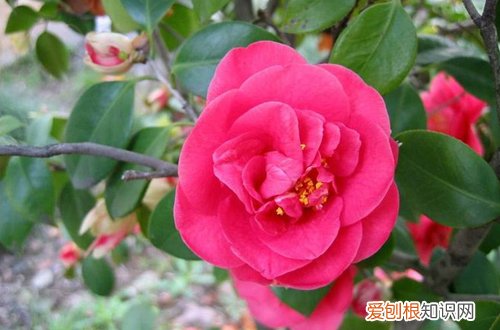 图 山茶花开花后如何修剪 怎么养护