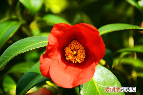 图 山茶花开花后如何修剪 怎么养护