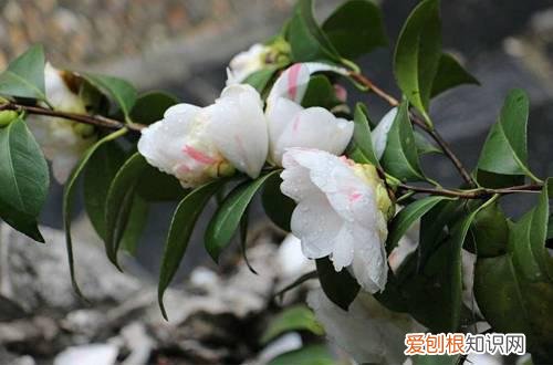 图 山茶花开花后如何修剪 怎么养护