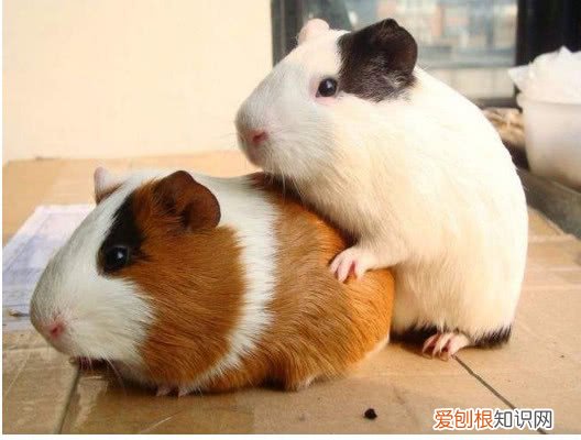 为什么有的荷兰猪爱叫，荷兰猪为什么喜欢叫