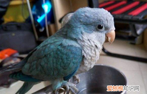 和尚鹦鹉认主人吗，和尚鹦鹉是什么样子的