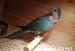 和尚鹦鹉怕人怎么办，和尚鹦鹉怕人怎么办呢