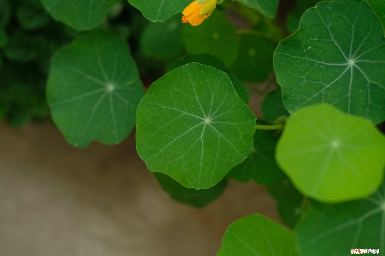 旱金莲攀爬 旱金莲爬藤吗，怎么让它爬藤