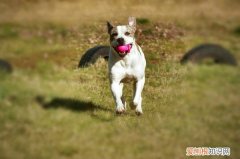 怎么给狗补气血 狗最快速补血方法