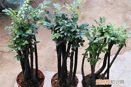 图 小叶紫檀盆景怎么养 小叶紫檀盆景的养护方法和注意事项