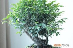 图 小叶紫檀盆景怎么养 小叶紫檀盆景的养护方法和注意事项