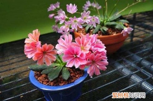 图 露薇花怎么养 露薇花的养护方法和注意事项