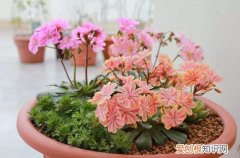 图 露薇花怎么养 露薇花的养护方法和注意事项