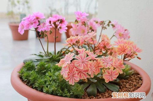 图 露薇花怎么养 露薇花的养护方法和注意事项