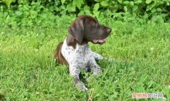 狗生完小狗应该吃什么狗粮 狗生完小狗应该吃什么